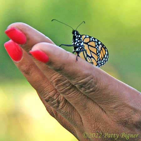 Monarch butterfly on fingers