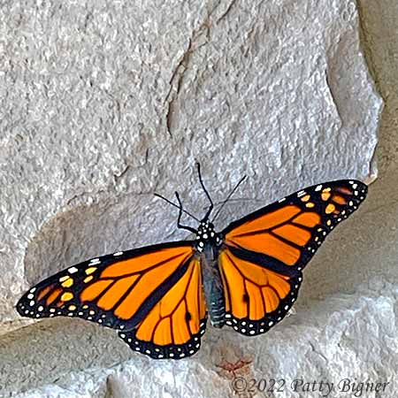 monarch on grey wall