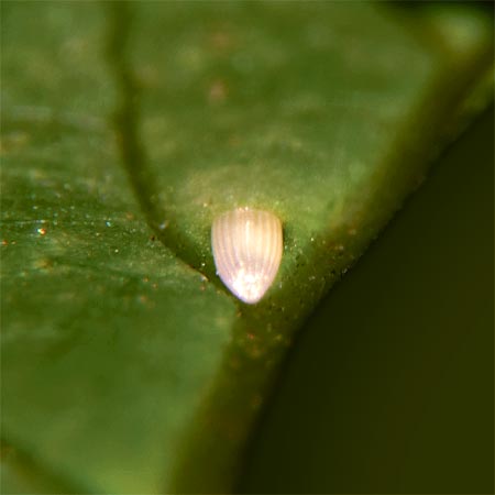 White elongated butterfly egg on leaf 