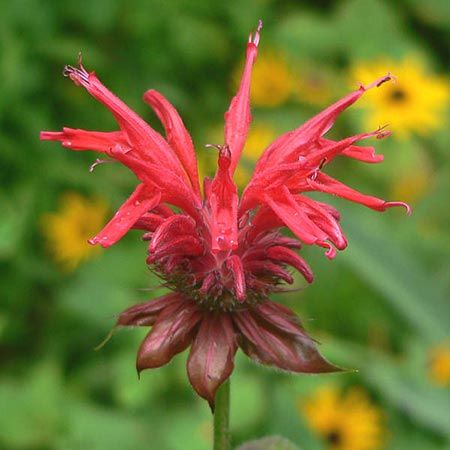 red flower