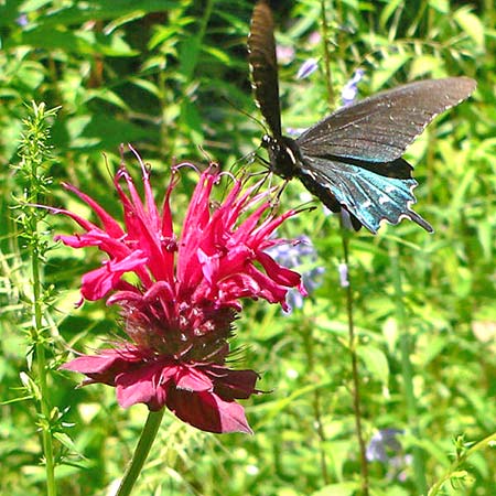 red flower and black butterfly