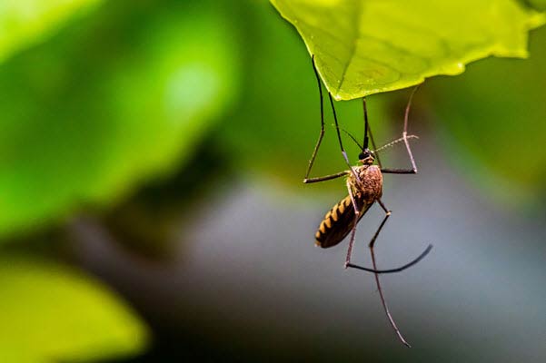Long‑legged insect hanging from a green leaf with a blurred background (mosquito/crane fly).