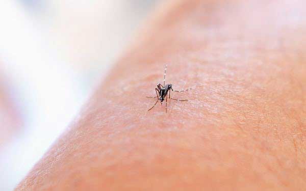 mosquitoes | Gardens with Wings Close-up of a mosquito perched on human forearm skin, showing its slender legs and striped body.