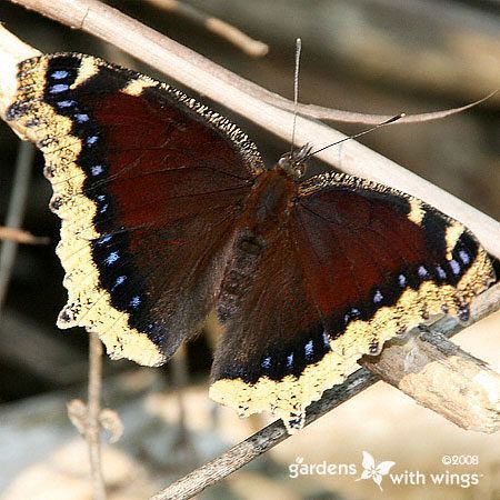 large dark brown butterfly with tan edges and blue spots