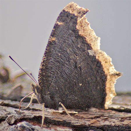 Dark Brown Butterfly with Beige Edges