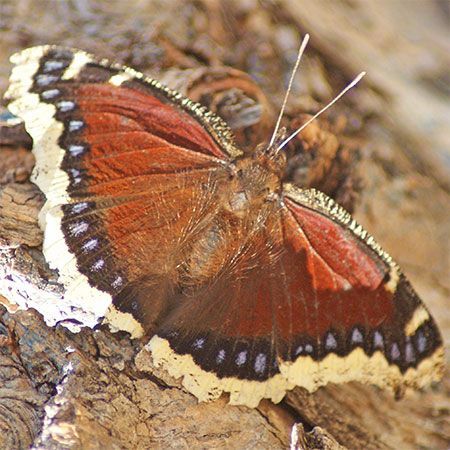 light brown butterfly with cream edges and light blue markings