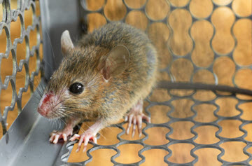 Top Signs You Need a Mouse Exterminator in Your Calgary Home