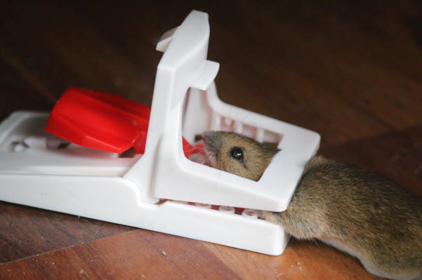 mouse trap | Gardens with Wings