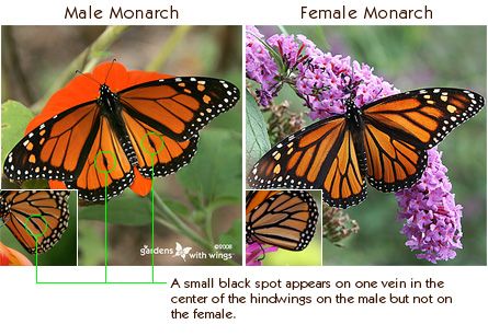 male and female monarch wings with a black spot on the male wing