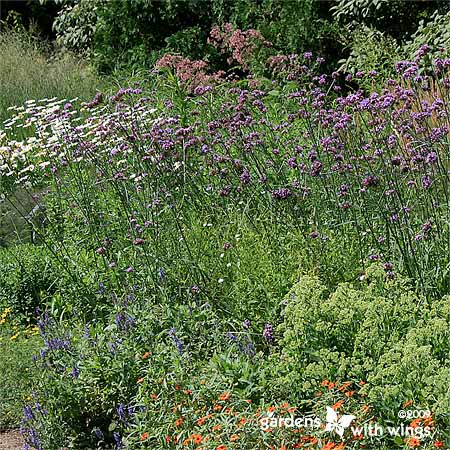 Beautify yellow and purple prairie flowers