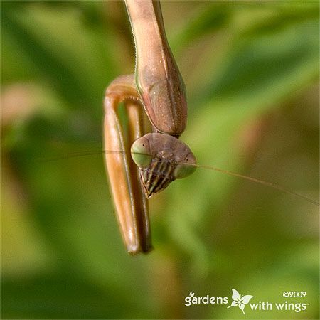 Praying Mantis hanging upside down