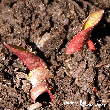 Soil with plant starting to grow