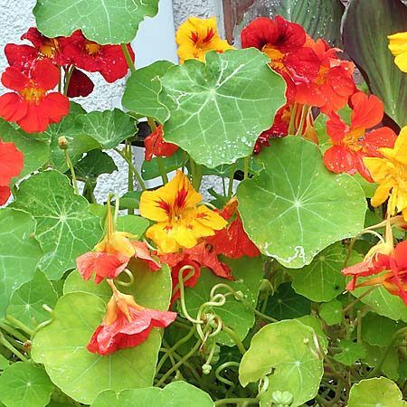 Nasturtium