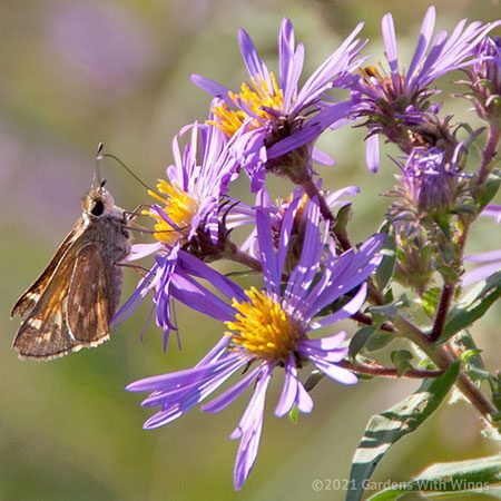 brown butterfly and small purple flowers