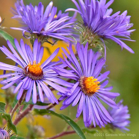 purple flower with orange center