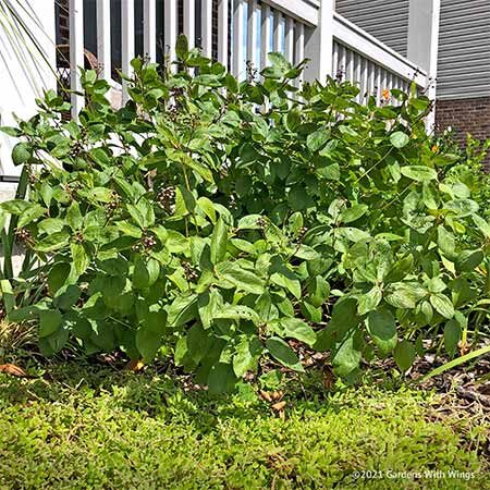 new jersey tea plant