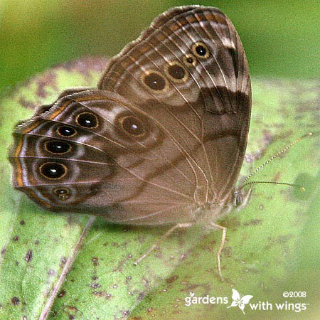 Northern Pearly-eye Wings Closed