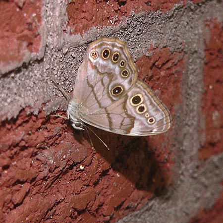 tan butterfly with eyespots