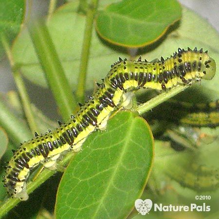 green Larva with Black stripes along side