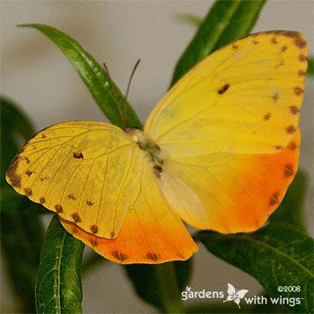 yellow and orange butterfly with brown spots