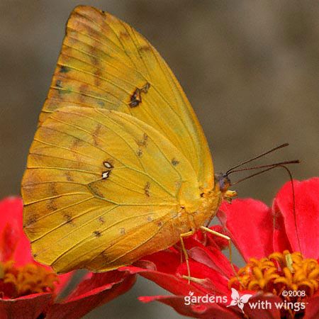 yellow butterfly with brown markings on red flower