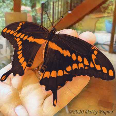 Butterfly Stories: Butterfly Message To My Son