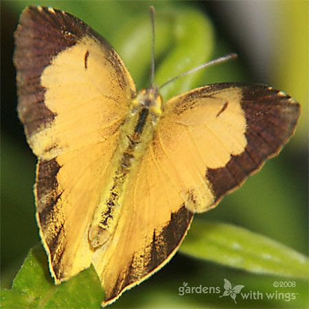 small orange and brown butterfly