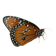 image of orange butterfly