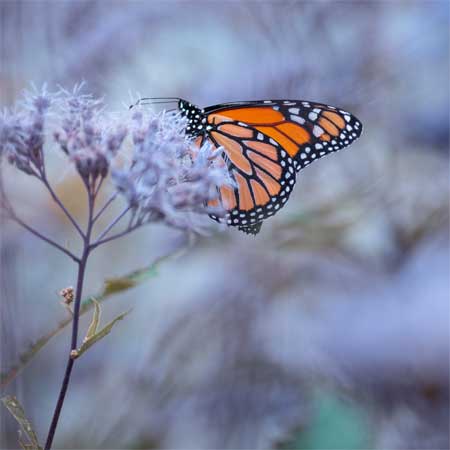 monarch butterfly appearing on flower
