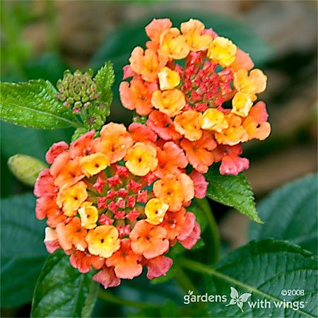cluster of small orange and yellow Lantana Flowers