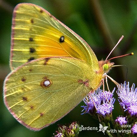 Orange Sulphur