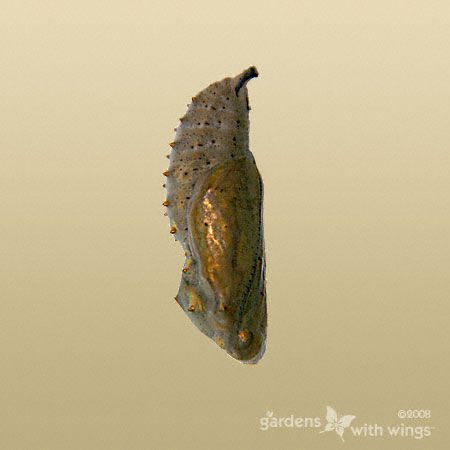 Brown Spiky chrysalis with Gold Spots