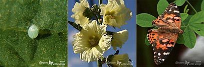 Painted Lady Butterfly and Egg on Host Plant , Hollyhock Leaf