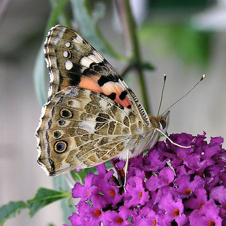 Painted Lady Wings Closed