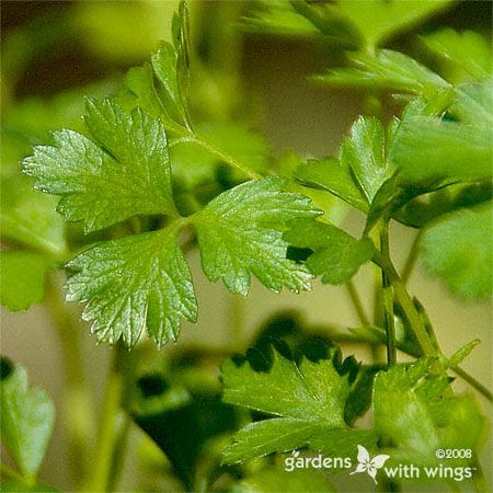 parsley leaves