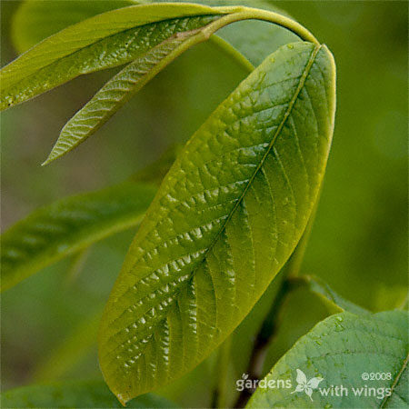 Pawpaw Tree: Zebra Swallow Host plant