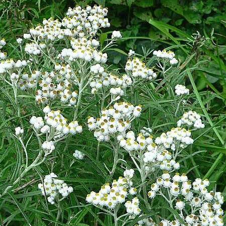 Pearly Everlasting