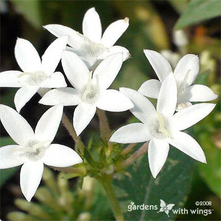 small white flowers