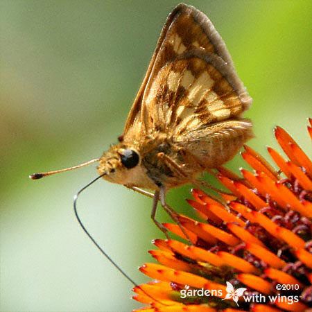 Peck's Skipper Proboscis