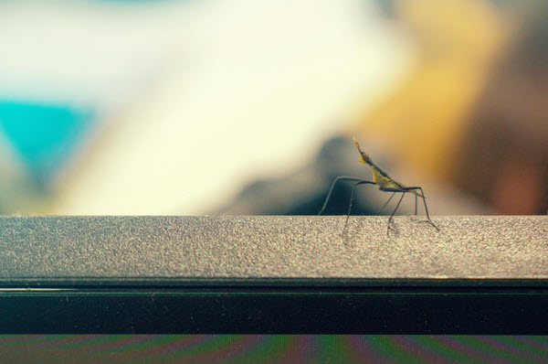 pests | Gardens with Wings The Importance of Home Maintenance to Keep Unwanted Pests Out