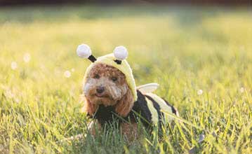 Balancing Pollinators and Pets