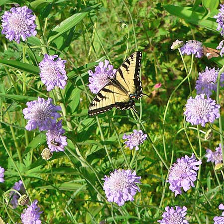  yellow and black stripe butterfly feeding on pincushion flowers