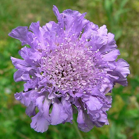 purple nectar flower for butterflies