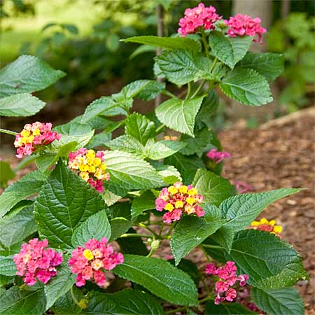 small pink and yellow flower cluster