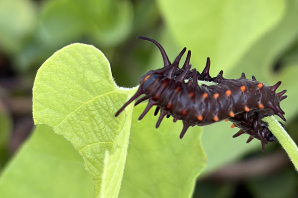 Spiky black caterpillar with orange spots crawling on a bright green leaf.