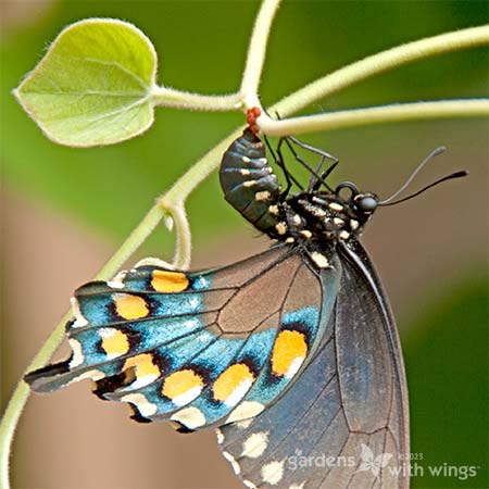 black and blue butterfly laying red eggs