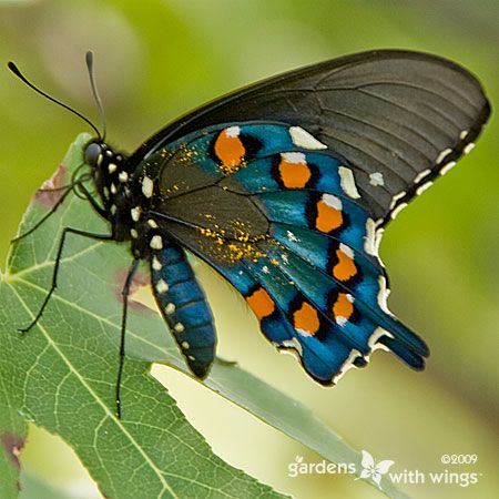 pollen on black blue butterfly with orange dots