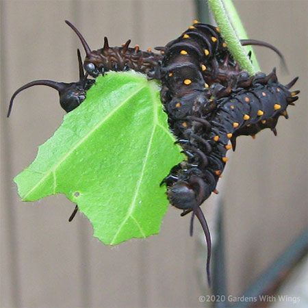 several black caterpillars crawling on leaf
