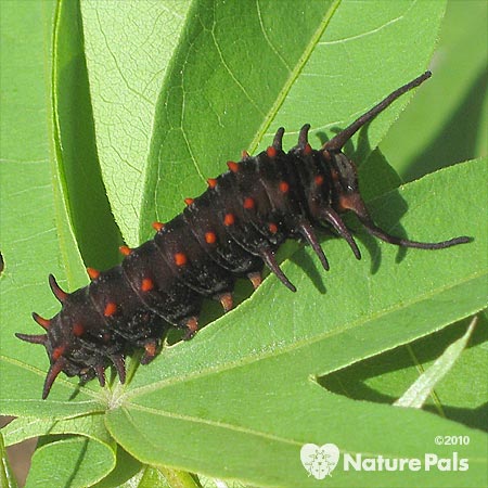 black larva with red spots
