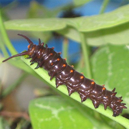large black pipevine caterpillar